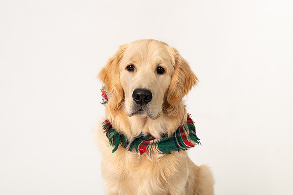 BanksChristmas9.jpg