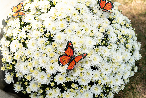 SE8_1747.jpg