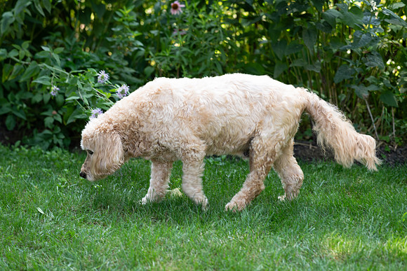 SE8_0260.jpg